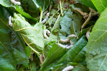 桑の葉を食べる蚕の幼虫の写真