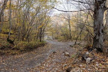 a wet dirt road in the autumn period of the year in a wooded area with fallen yellow leaves