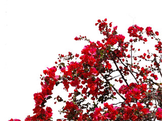 bougainvillea red flowers isolated for spring background