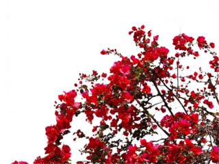 bougainvillea red flowers isolated for spring background