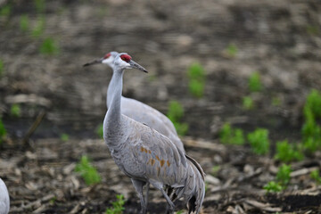 Fototapeta premium Sandhill Crane aka Grus canadensis feeding on grain field