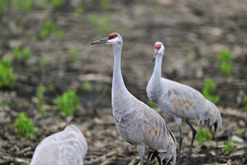 Fototapeta premium Sandhill Crane aka Grus canadensis feeding on grain field