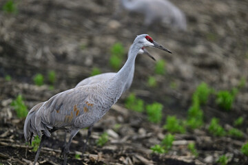Fototapeta premium Sandhill Crane aka Grus canadensis feeding on grain field