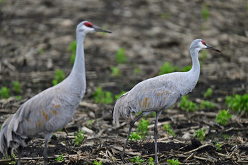Sandhill Crane aka Grus canadensis feeding on grain field