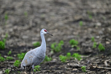 Fototapeta premium Sandhill Crane aka Grus canadensis feeding on grain field