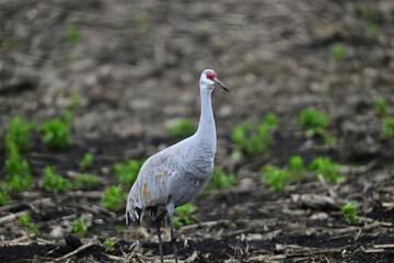 Sandhill Crane aka Grus canadensis feeding on grain field