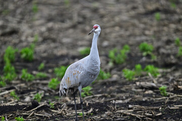 Sandhill Crane aka Grus canadensis feeding on grain field