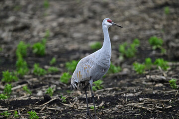Sandhill Crane aka Grus canadensis feeding on grain field © Amazing ActionShots