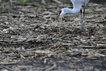 Sandhill Crane aka Grus canadensis feeding on grain field