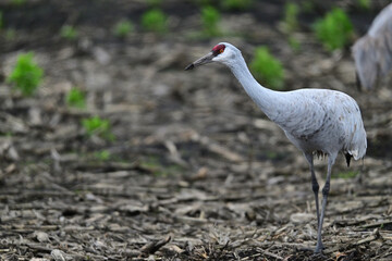 Fototapeta premium Sandhill Crane aka Grus canadensis at Staten Island, CA