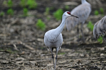 Fototapeta premium Sandhill Crane aka Grus canadensis at Staten Island, CA