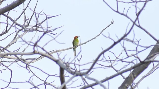 A yellow bird sits on a branch. Beautiful bird landscape perched on a dead branch on an empty blue sky background.