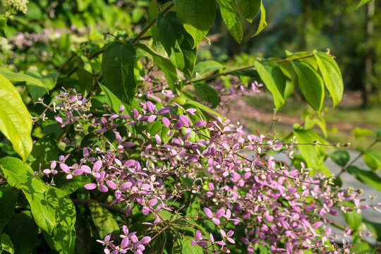 Pink flowers branch, Congea tomentosa is a large tropical evergreen vine, commonly referred to as wooly congea, shower orchid, or shower of orchid. Nature background.