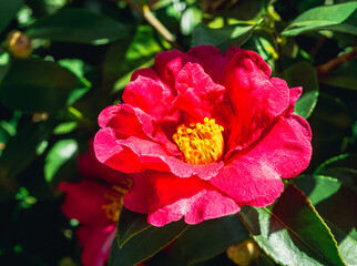 赤いツバキの花　クローズアップ