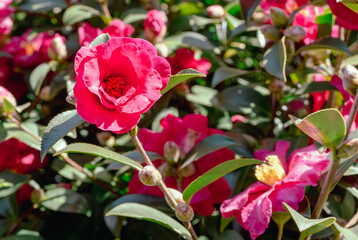 赤いツバキの花　クローズアップ