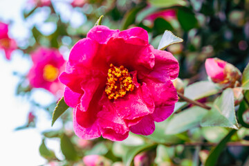 赤いツバキの花　クローズアップ