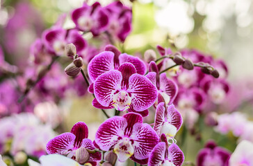 Purple Orchid flower moth orchids phalaenopsis in sunlight.
