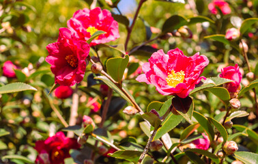 赤いツバキの花　クローズアップ