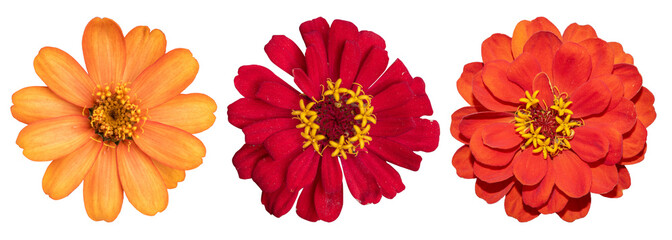 red and yellow daisy flowers