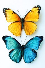 Fototapeta premium Blue and yellow butterflies