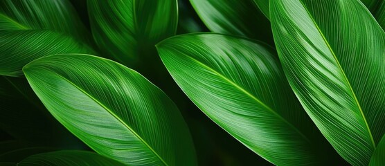 Foliage green concept. Vibrant green leaves creating a lush and natural background for various designs.