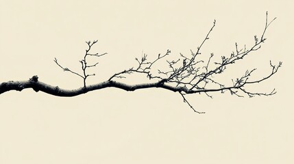 Winter Tree Branch: Minimalist Black and White Nature Photography