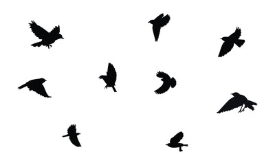 Flying Wheatear Bird Silhouette Design  And Vector Illustration. 