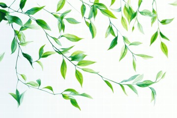 Green Leaves on White Background