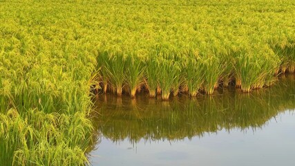 Close up shot of Rice plants in a paddy field reflecting in the water