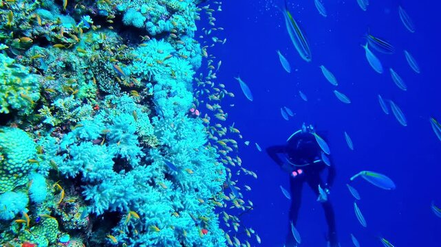 Handheld underwater shot of a diver exploring the colorful coral reef in Egypt, Red Sea. Shy fish seeking protection along the finger coral