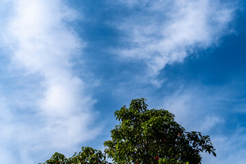 Tree top leaves with white clouds and blue sky 1