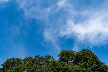 Obraz premium Tree top leaves with white clouds and blue sky 2