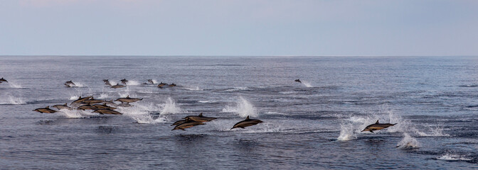 A pod of dolphins gracefully swims through the deep blue ocean, creating ripples and splashes.