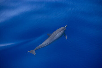 A sleek dolphin glides just beneath the ocean's calm, blue surface, creating gentle ripples and a splash.