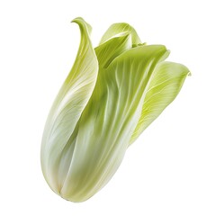 Radicchio isolated on white background. Top view.