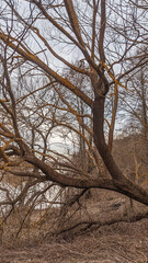 early spring, bare trees after winter