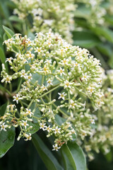 The Taiwanese cheesewood (Pittosporum pentandrum (Blanco) Merr.) flowers.
