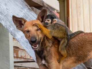 A squirrel monkey (Saimiri sciureus) and its best friend