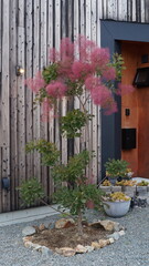 Awajista's portfolio | home tree