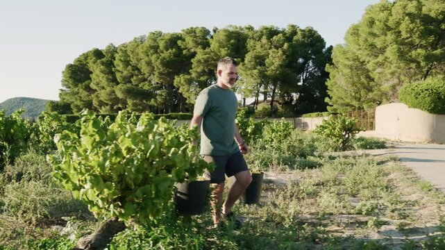 A man walks through a vineyard, balancing two full buckets of freshly harvested grapes. The lush green rows of vines surround him under the clear sky.