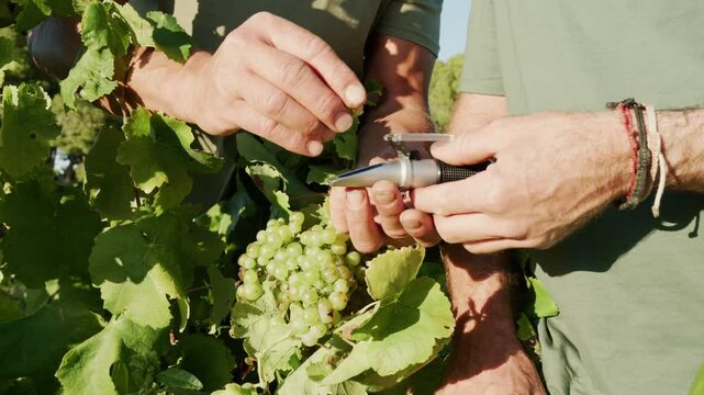Close-up view of farmers' hands carefully examining green grapes in a vineyard. They use a refractometer to measure the sugar content, indicating the grapes' ripeness and readiness for harvest.