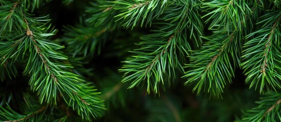 Freshly Cut Pine Branches Displaying Lush Green Needles Perfect for Holiday Decor and Text Overlay in Natural Setting