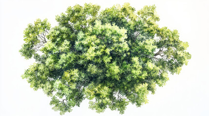 Obraz premium vibrant birds eye view of lush green tree canopy