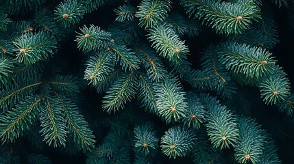 Lush green pine tree branches, detailed texture.