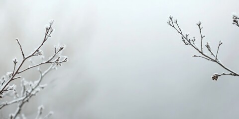 Serene winter scene with delicate bare branches and soft fog creating a tranquil empty space for text and design elements