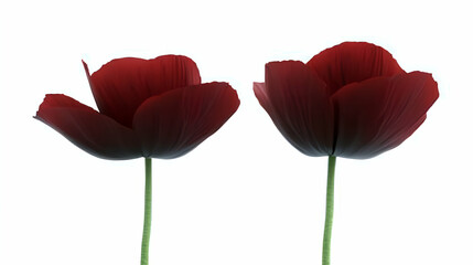 Crimson Poppies, Two Blooms, Elegant and Vivid, Isolated on White