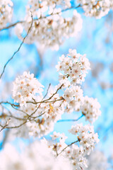 cherry tree blossom