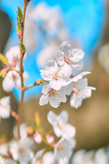 Obraz premium cherry tree blossom