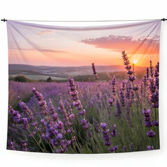 Obraz premium lavender flower view point of sunset