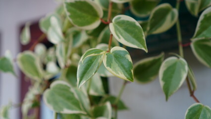 close up of a Peperomia Scandens Variegata Plant